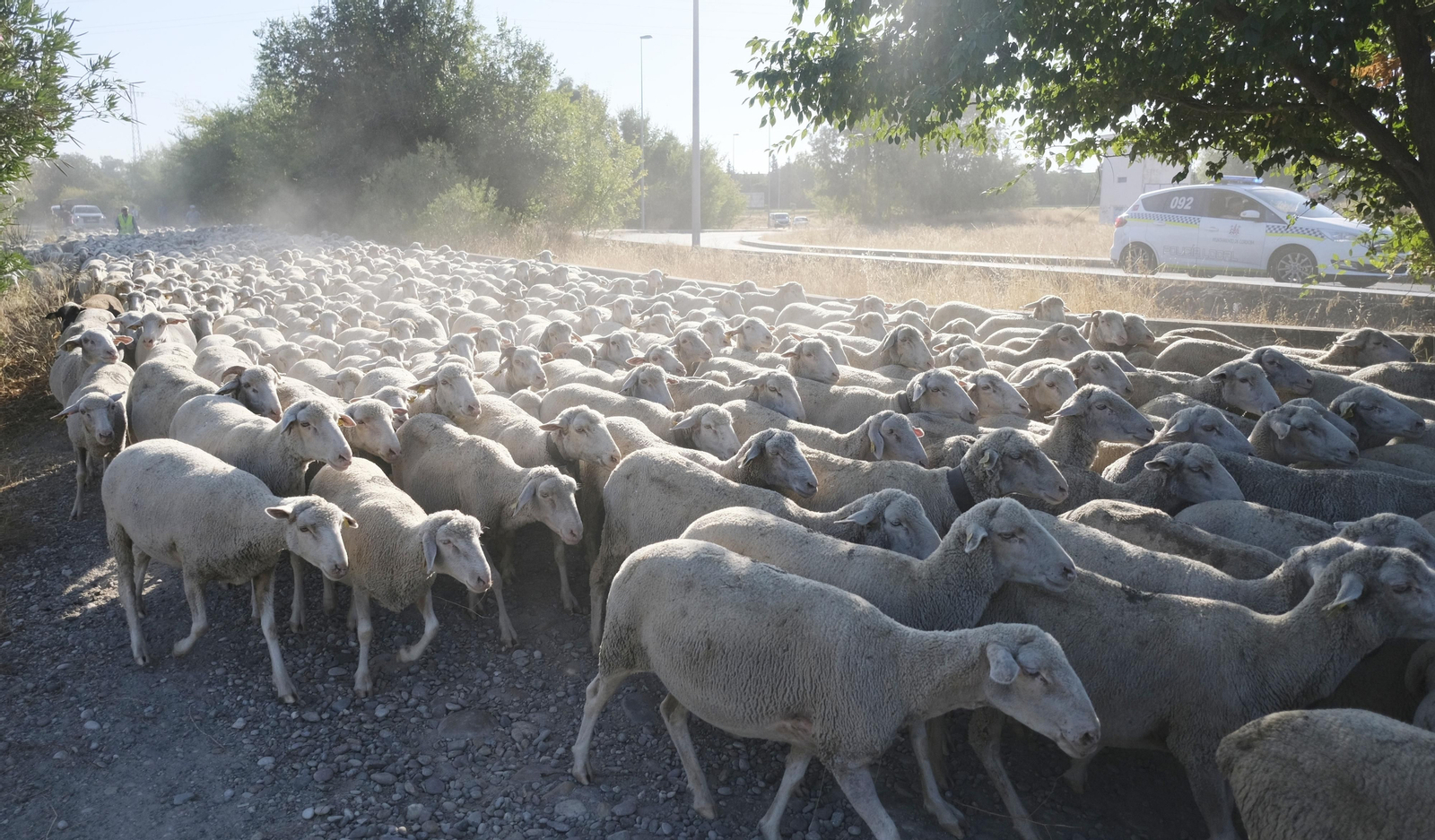 Un paseo trashumante por Córdoba, en imágenes Un paseo trashumante por Córdoba, en imágenes