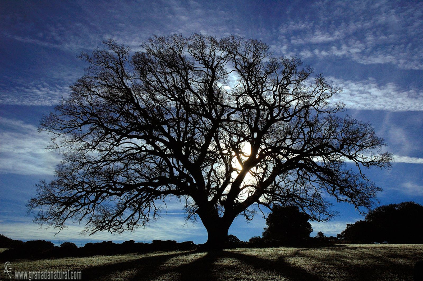 El quejigo de Júrtiga granadino podría ser el Árbol del Año