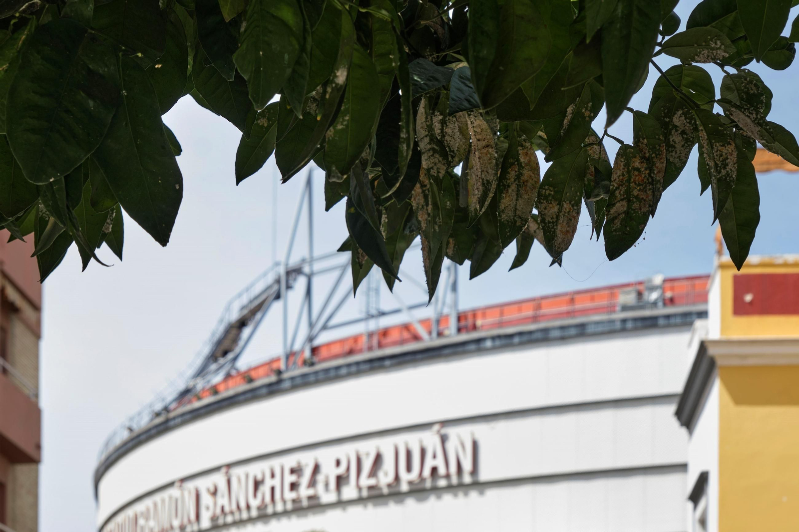 Así están los naranjos de Sevilla