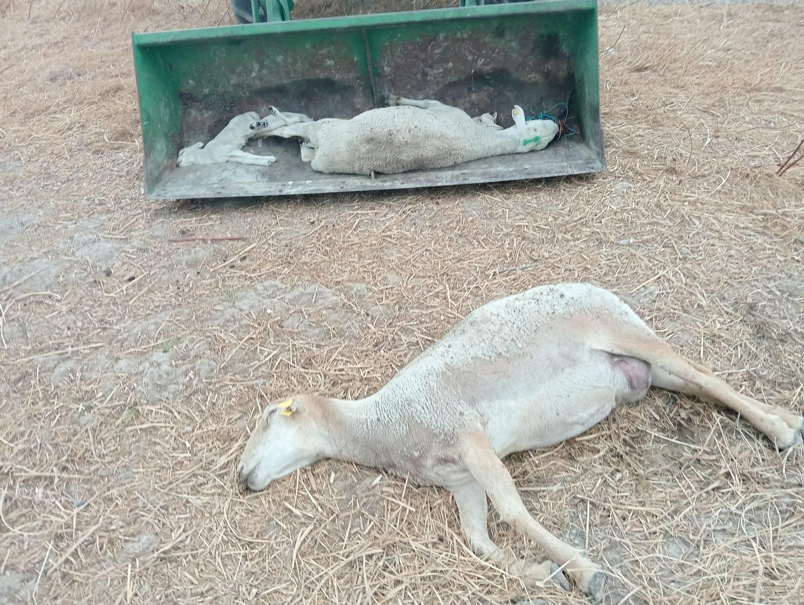 Varias ovejas muertas en una explotación ganadera de Paterna esta misma semana.