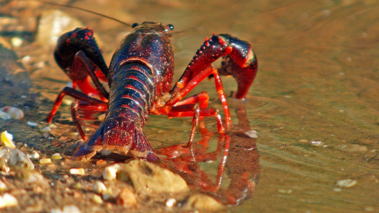 Un ejemplar de cangrejo rojo o americano. Un ejemplar de cangrejo rojo o americano.