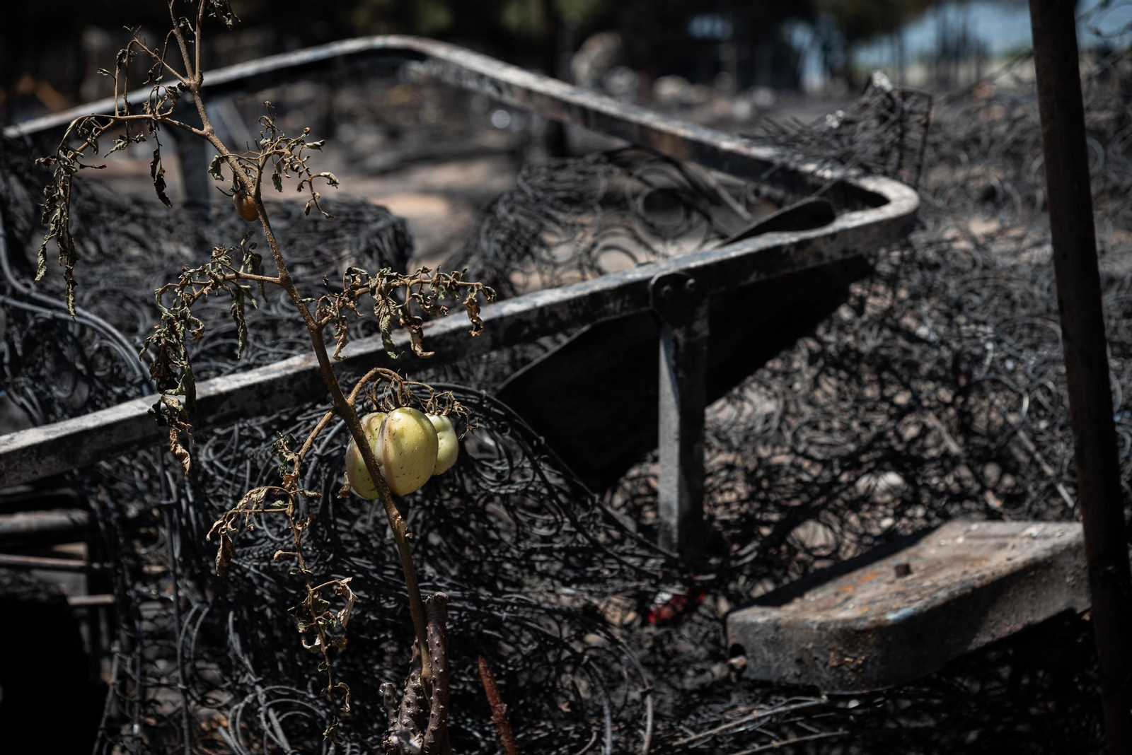 Imágenes del incendio del poblado chabolista de Lucena del Puerto
