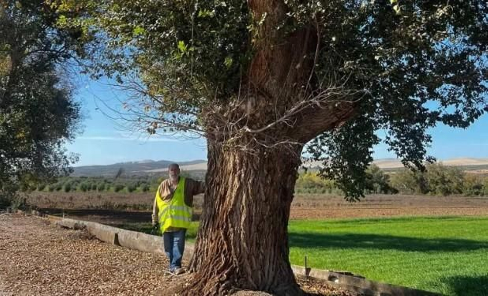 Uno de los árboles que se han salvado de la tala.