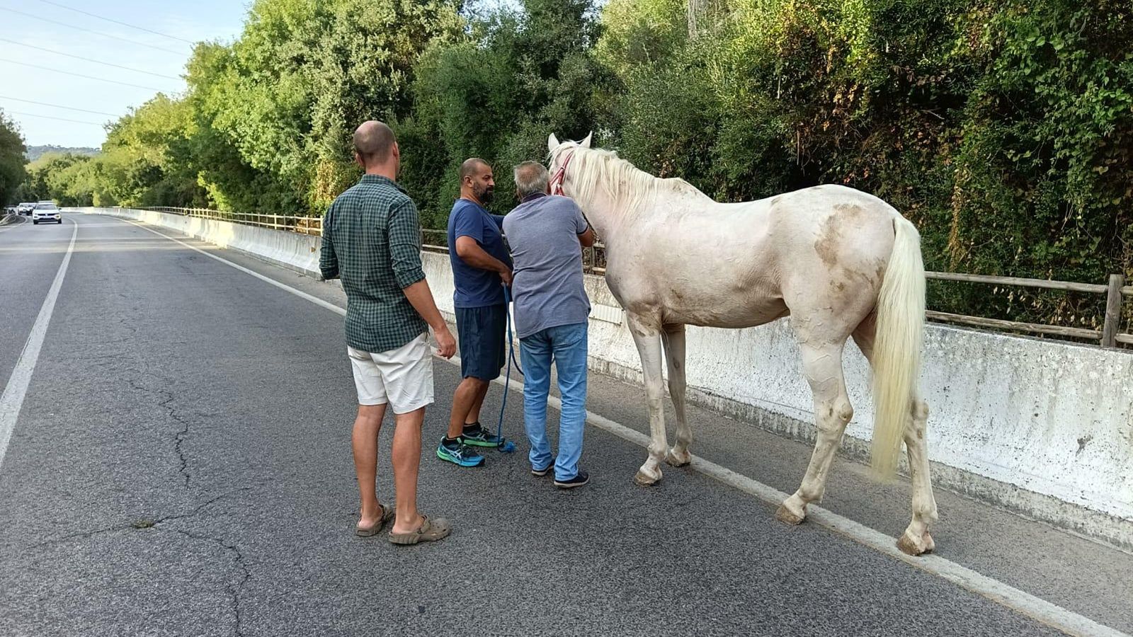 Los hombres, parando al caballo.