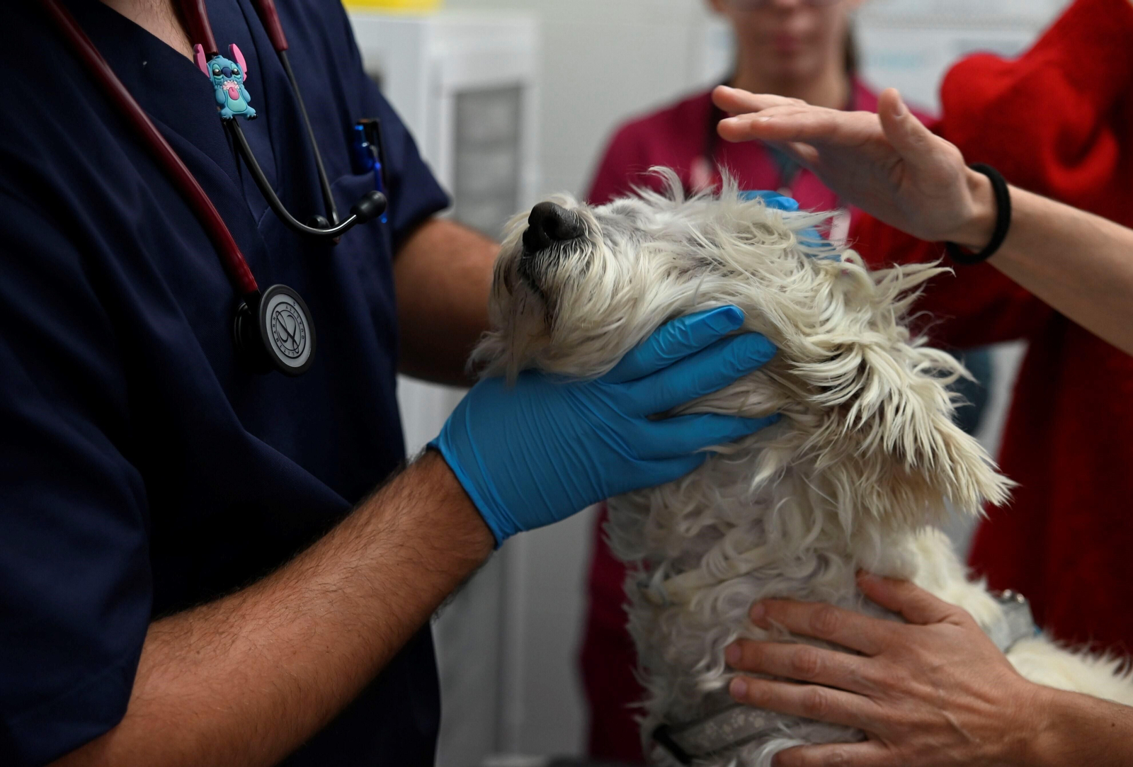 El Hospital Veterinario de la Universidad de Córdoba, en imágenes
