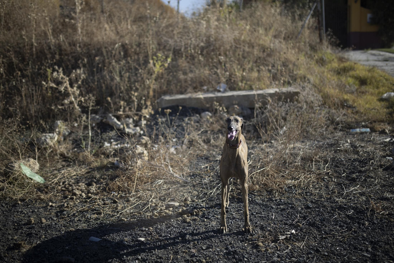 Imágenes del incendio de Bonares