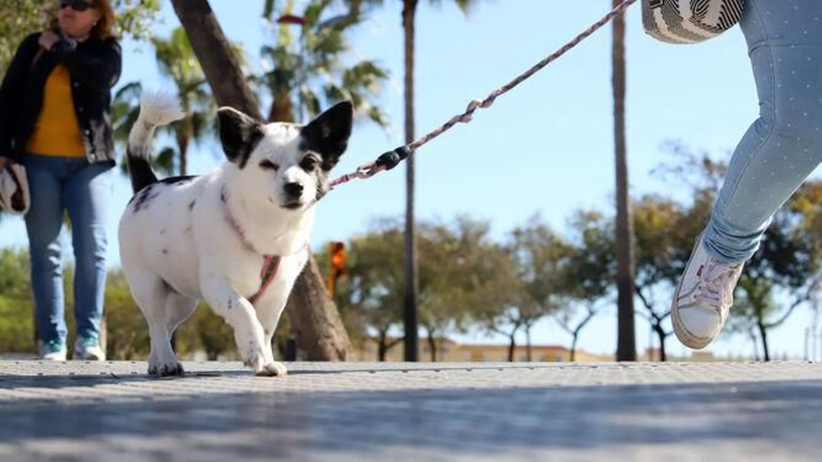 Una ciudadana paseando a su mascota.