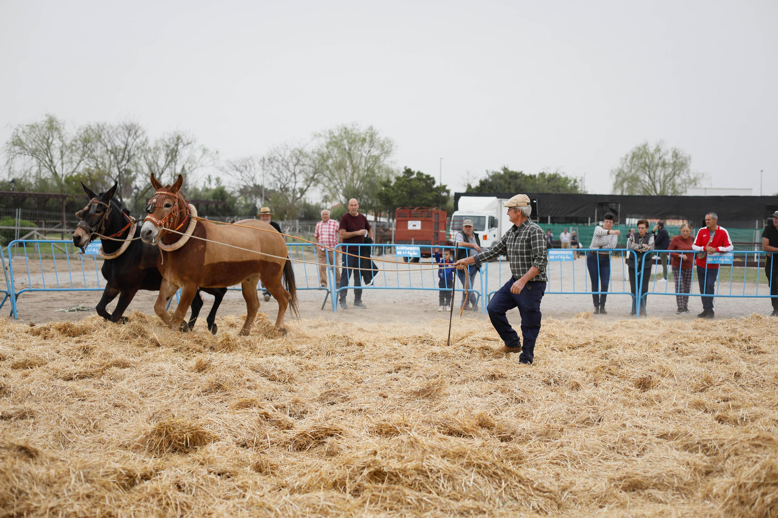 Galería de la Feria  de ganado en Tarambana