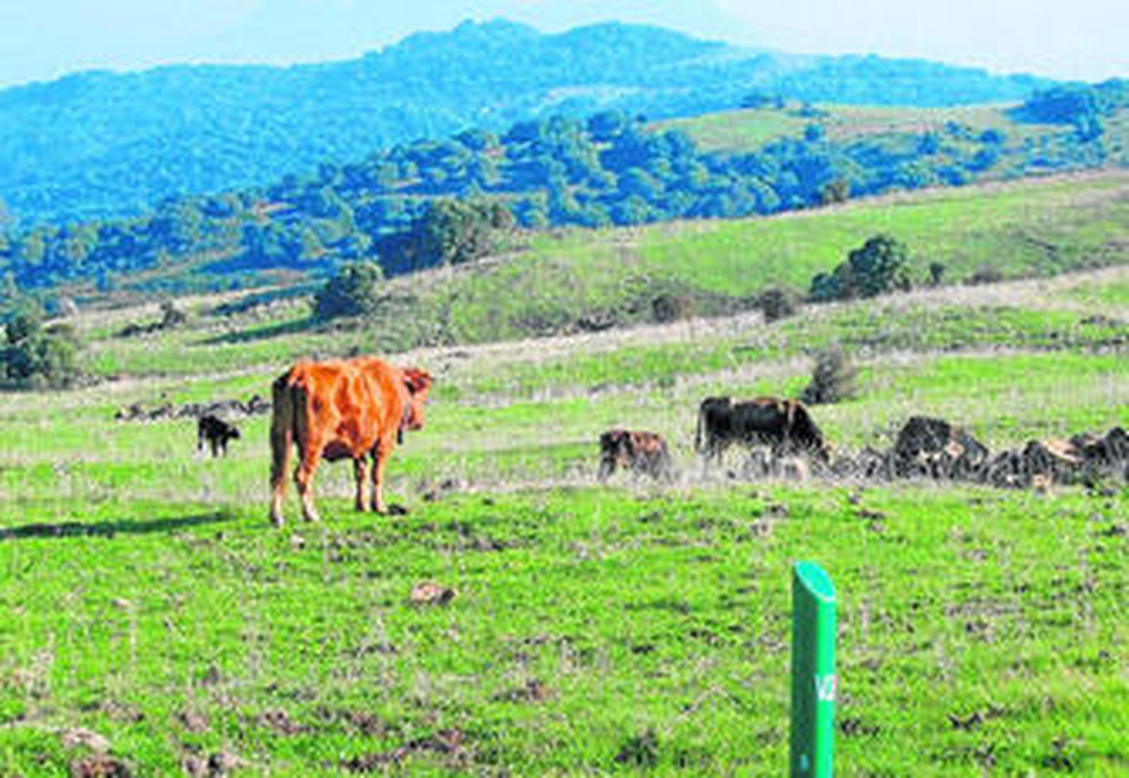 Foto de archivo de la Cañada Real de Pelayo, con uno de los mojones colocados por la Junta para acotarla.