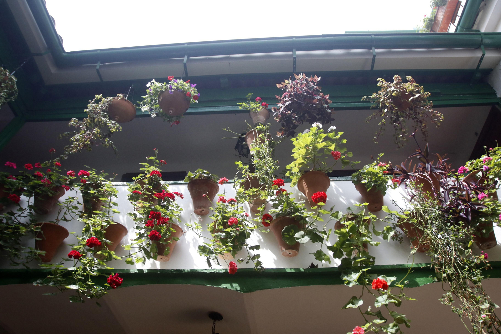 Ruta Regina - Realejo de los Patios de Córdoba, en imágenes