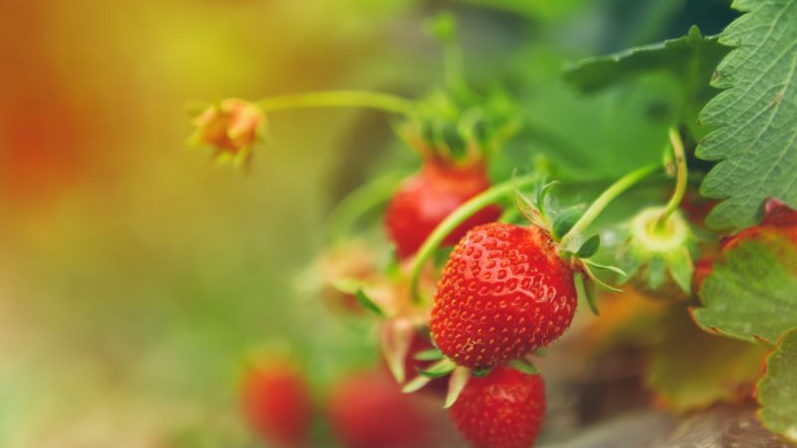 Los resultados pueden aplicarse para trazar los orígenes de la fresa y para optimizar la producción en función de los intereses del agricultor.