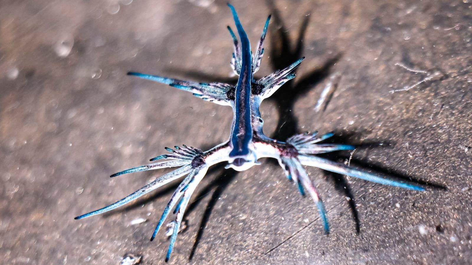 Primer plano de un dragón azul en la Bahía de Algeciras capturado por la cámara de Juan Antonio Gómez Cantos, submarinista y fotógrafo de naturaleza.