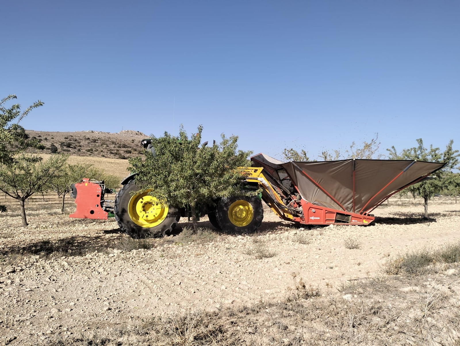 Recogida de almendra.