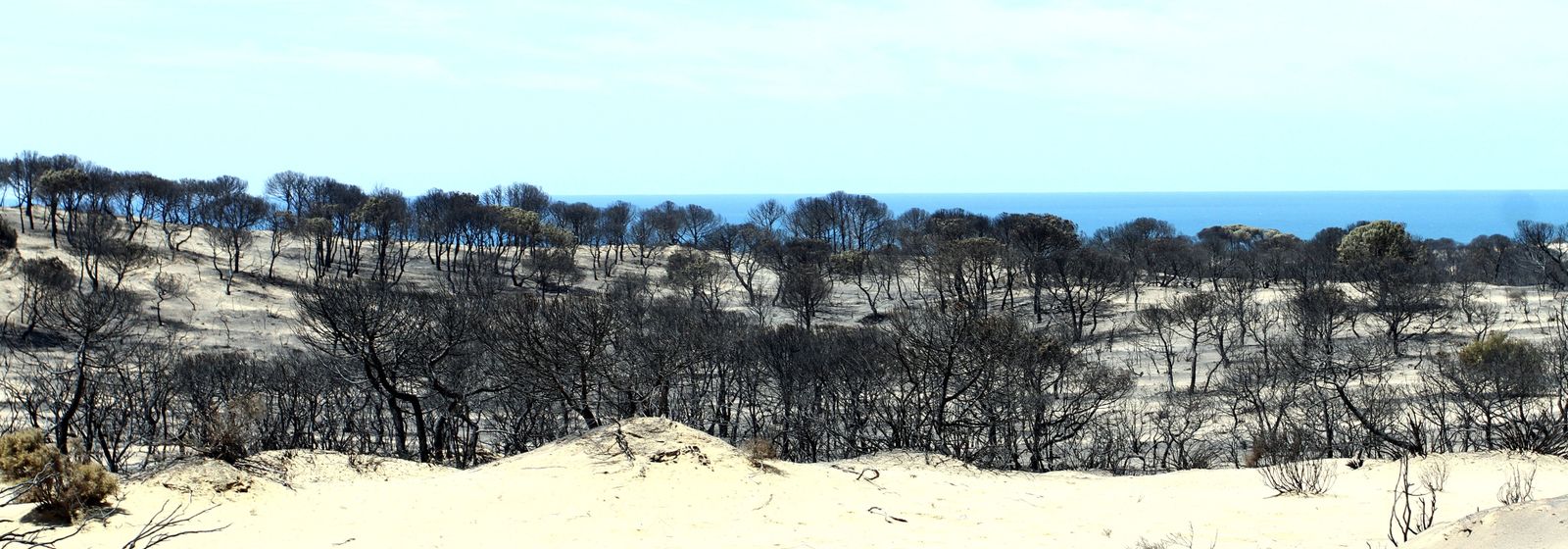 Imágenes de las consecuencias del incendio de Moguer