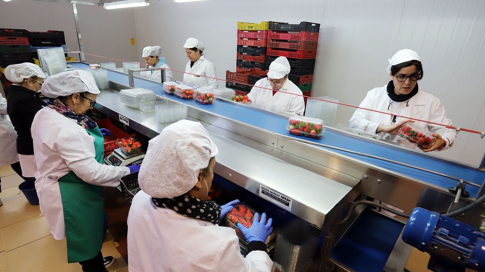 Imagen del procesado de fresas en una empresa de la localidad de Bonares.