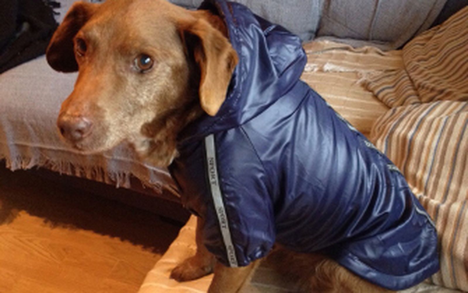 Tony, el perro tranquilo