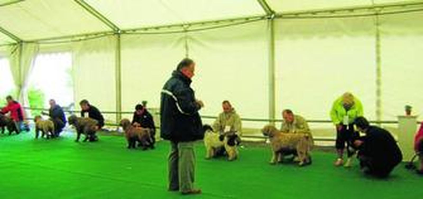 Varios de los perros que participaron ayer en la feria.