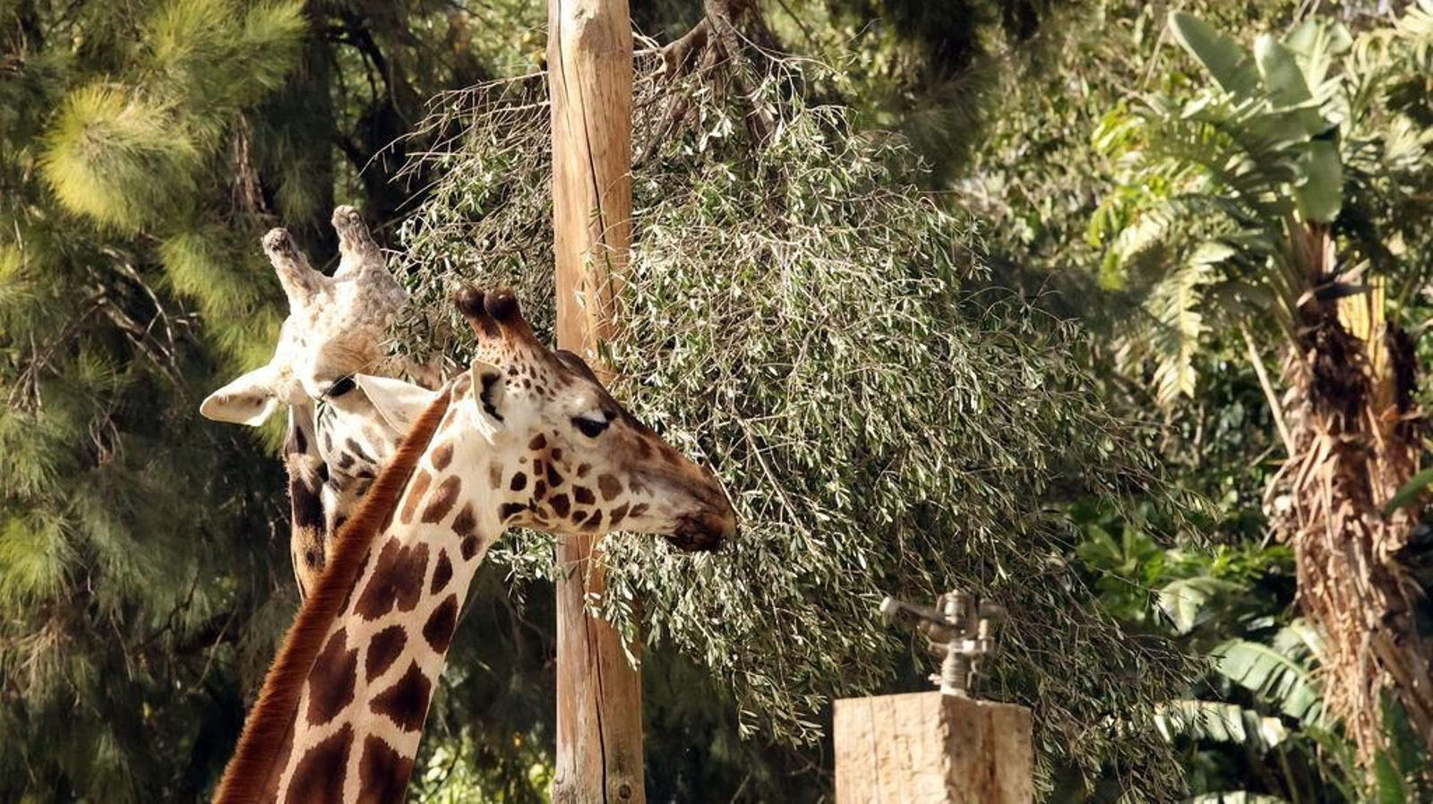 Una jirafa de 22 años