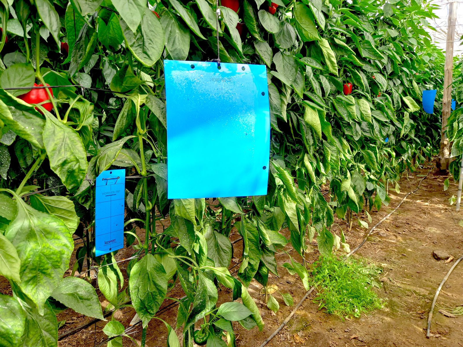 Placas adhesivas Horiver-TR de color azul en un cultivo de pimiento en invernadero.