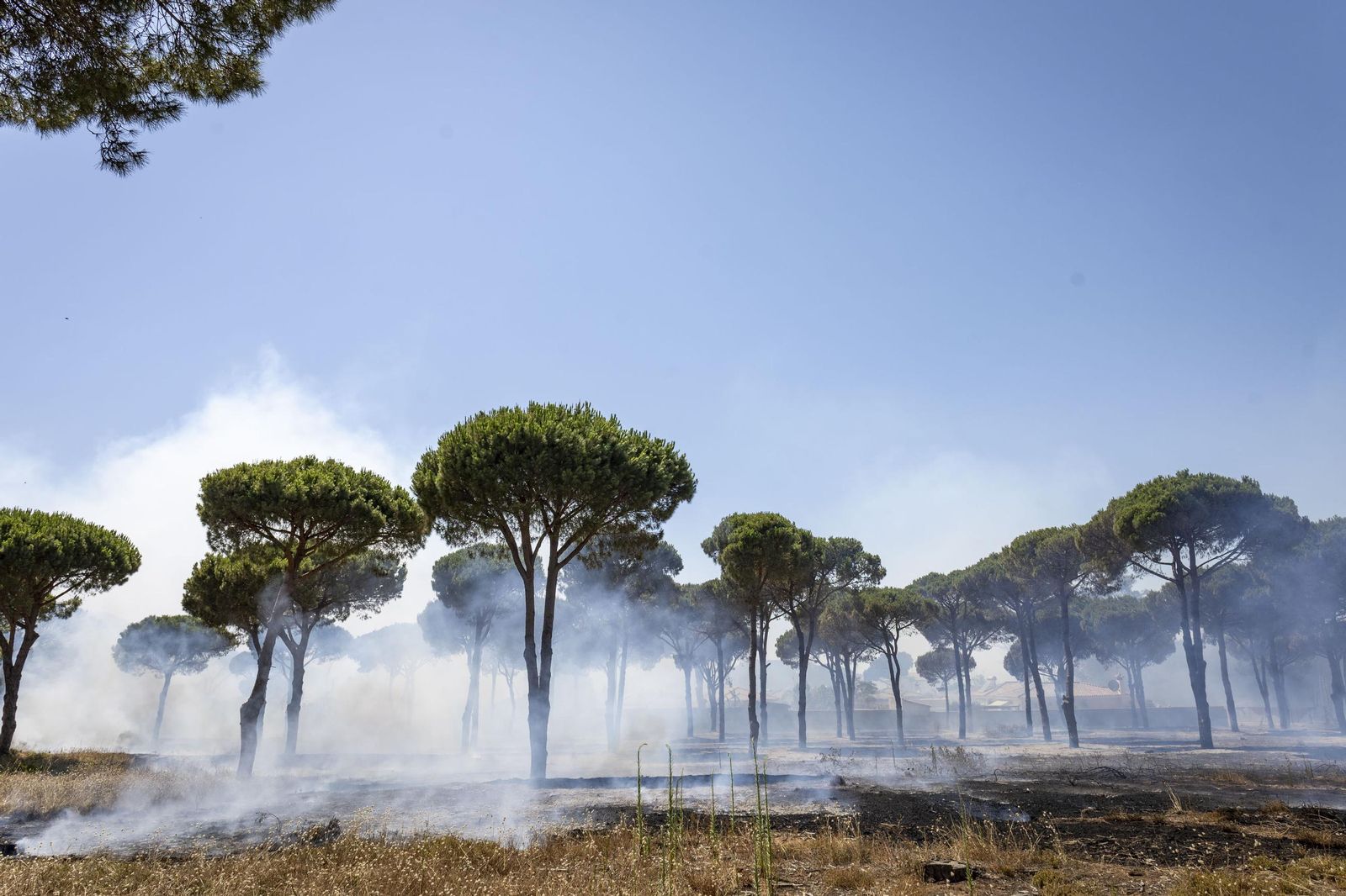 Las imágenes del fuego de la carretera de la Barrosa, con casas afectadas