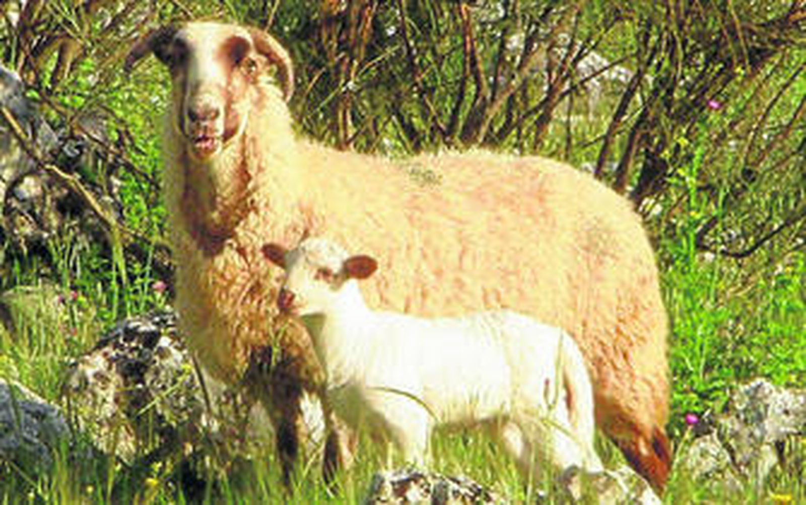 Además de jamón 'halal', la compañía producirá otros productos como panceta y embutidos.