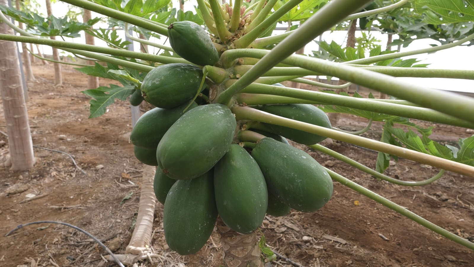 50 años de la Estación Experimental Cajamar-Las Palmerillas, en fotos