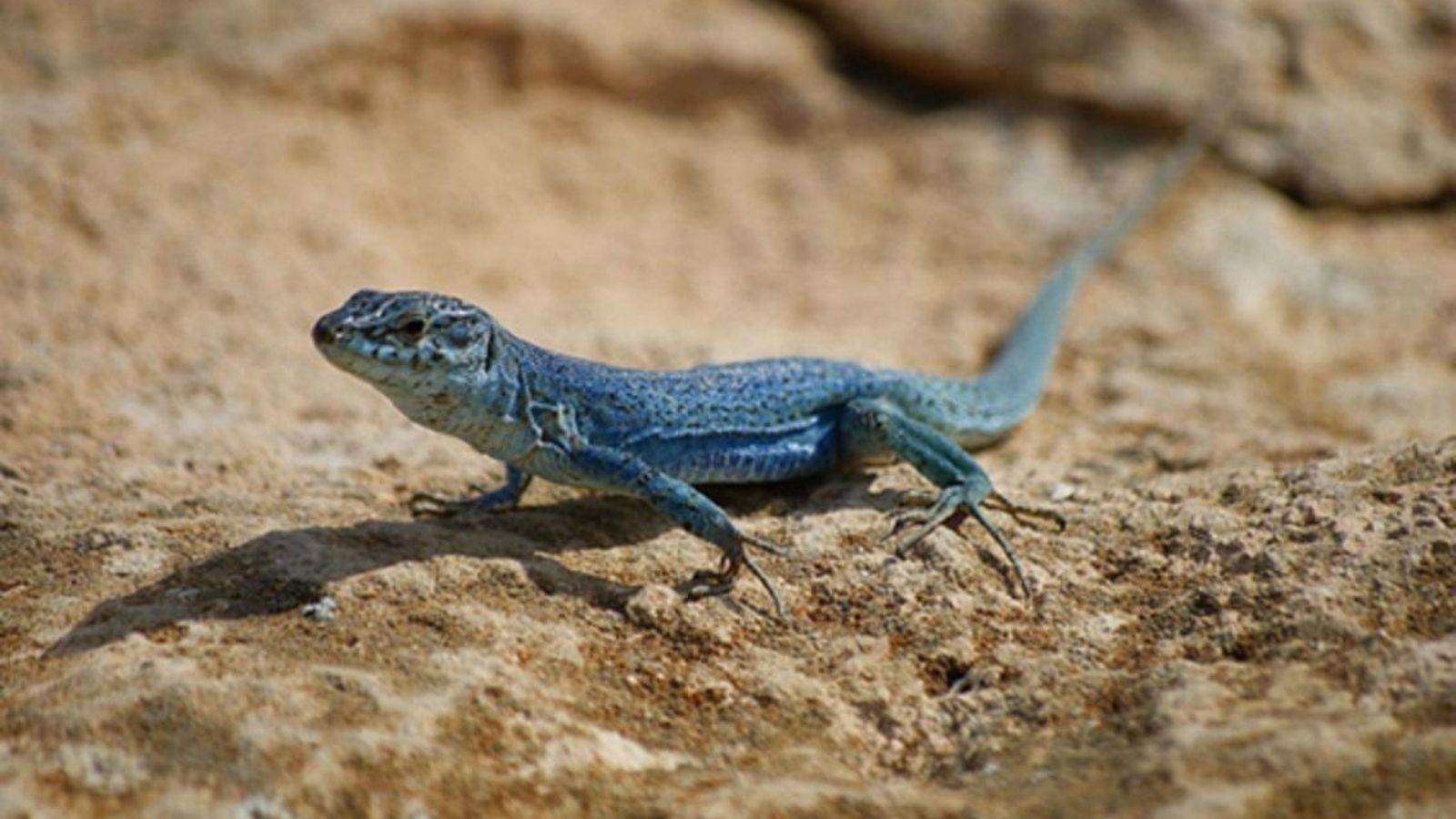 Esta lagartija azul pertenece a una especie única en el mundo, un endemismo de las islas de Ibiza y Formentera. Ahora puede desaparecer en muy pocos años, tras la introducción casual de la culebra de herradura.