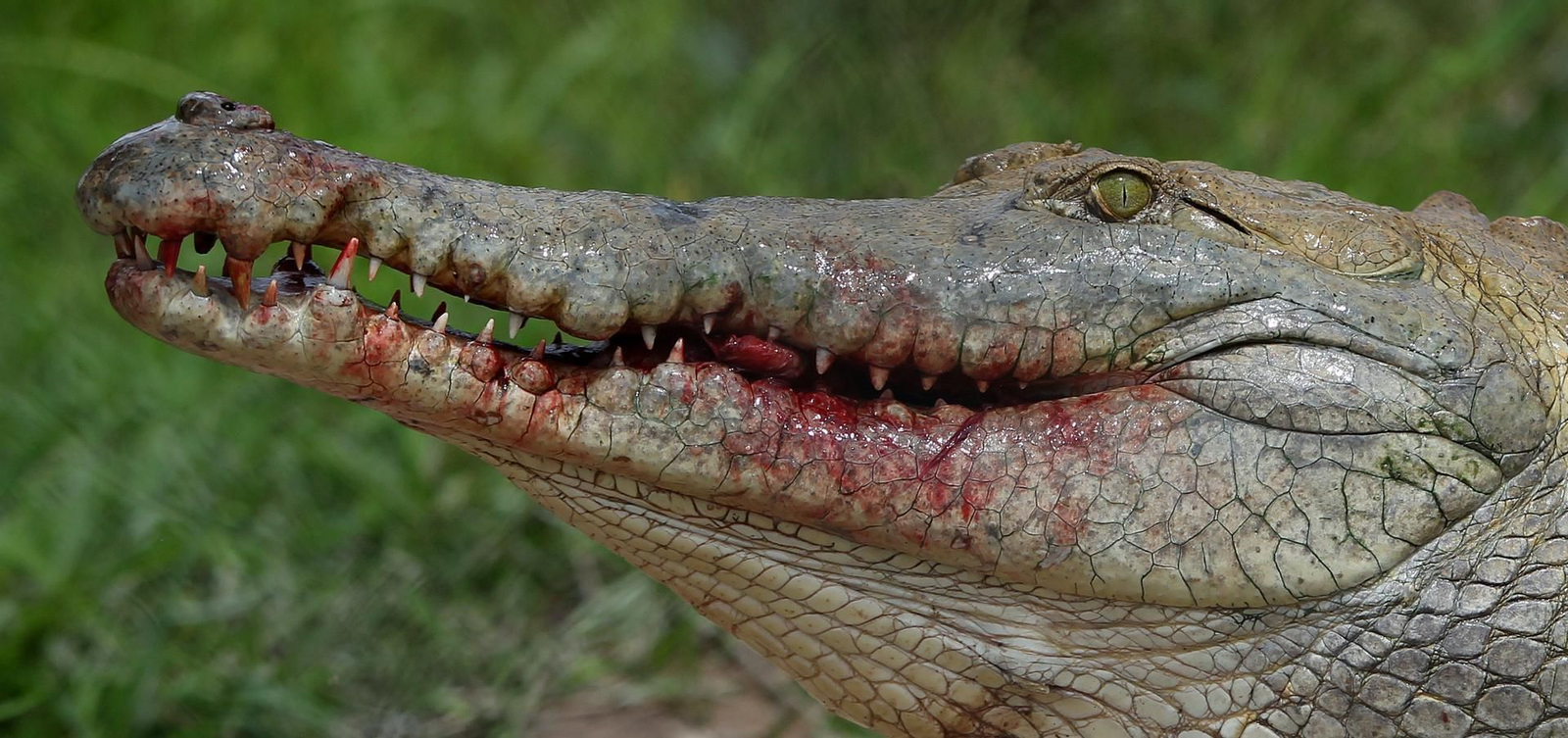 Identifican a mujer de 41 años como víctima mortal de posible ataque de caimán en Florida