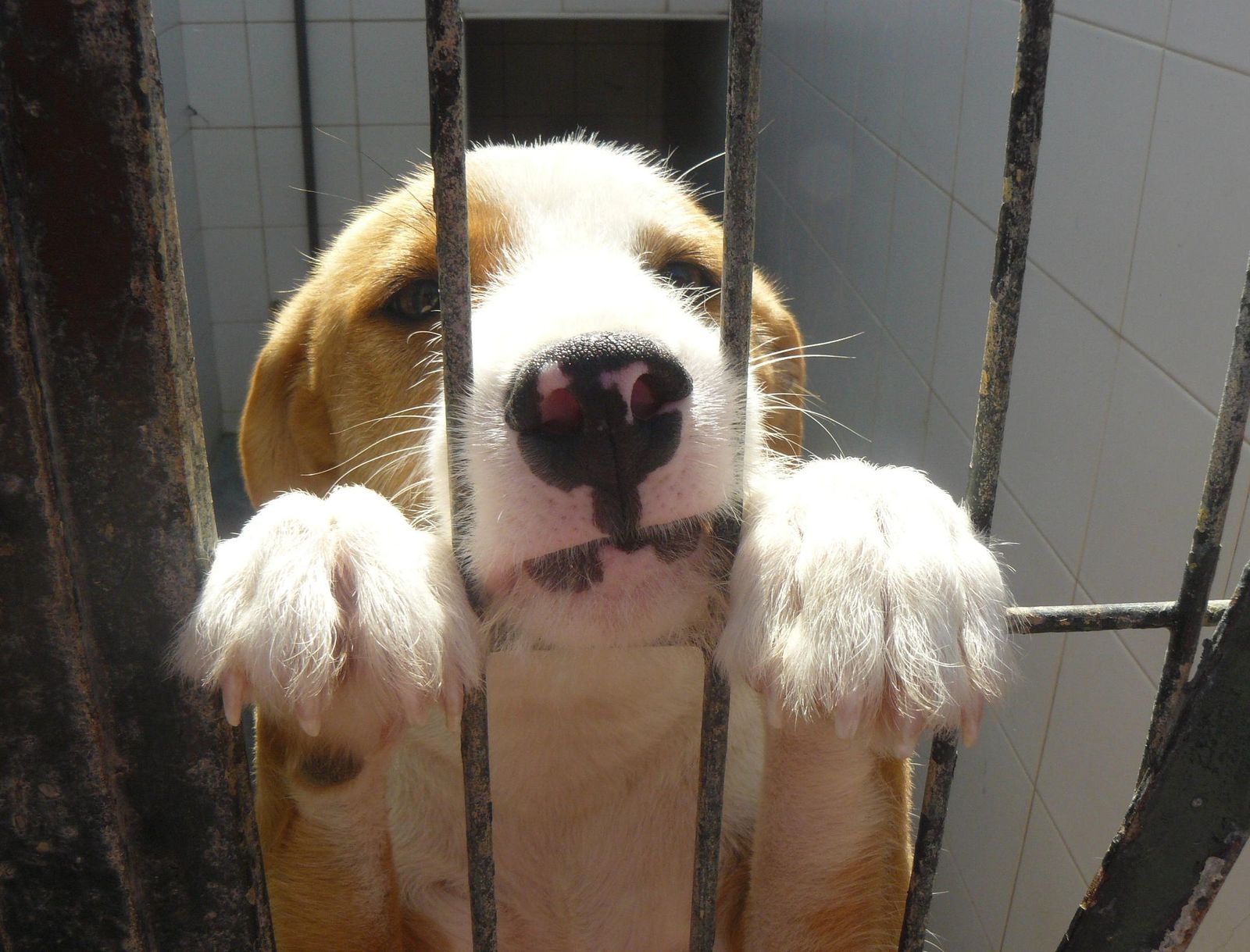 63 municipios participan en la campaña de recogida de animales vagabundos