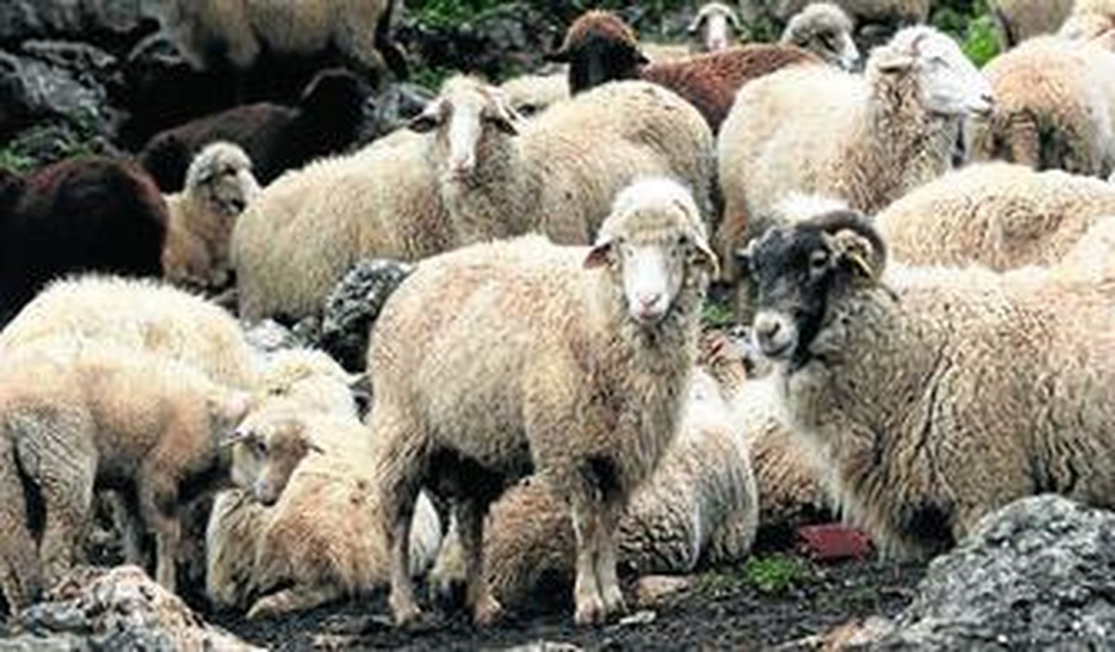 La oveja merina grazalemeña, en peligro de extinción, recibe el logotipo '100% Raza Autóctona' del Ministerio de Agricultura.