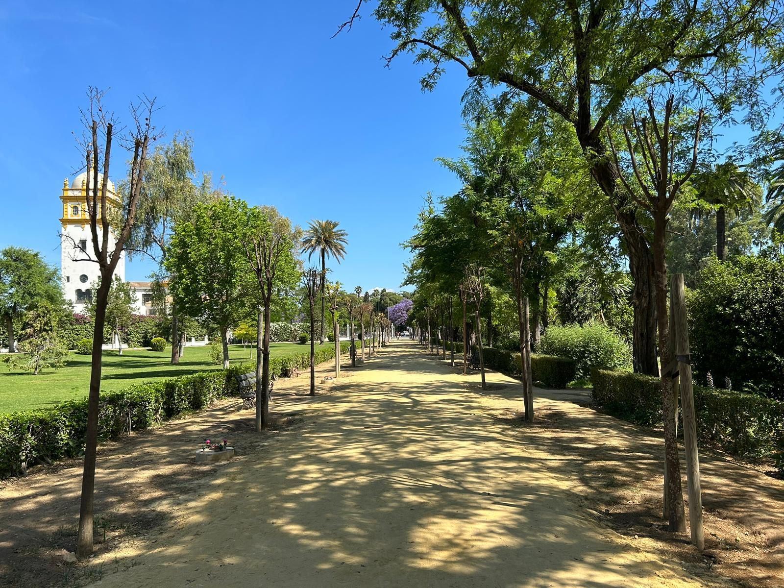 Vista general de los naranjos secos de los Jardines de las Delicias junto al Conservatorio Profesional de Danza de Sevilla.