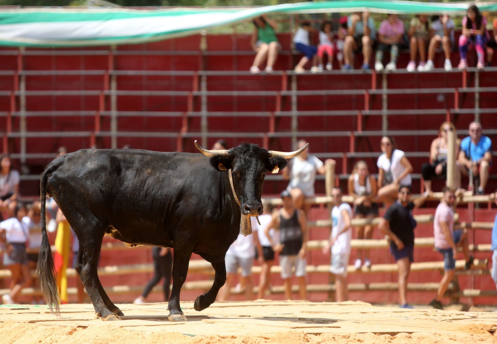 Capeas de Trigueros en imágenes