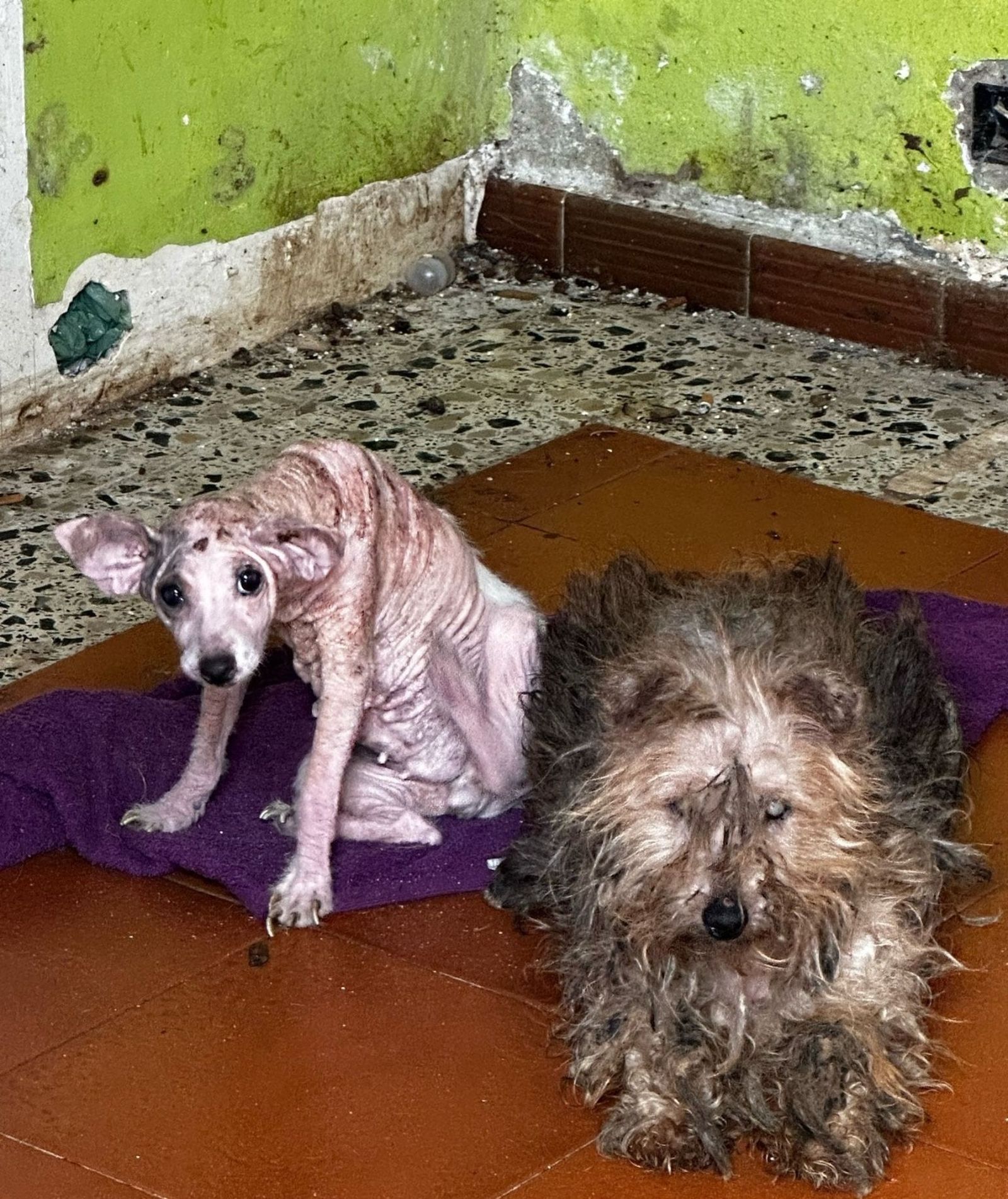 Los dos perros abandonados.