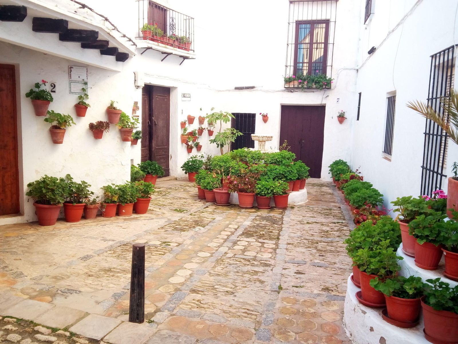 Son muchos los patios, fachadas y zaguanes de la población que en estos días muestran su mejor imagen floral.