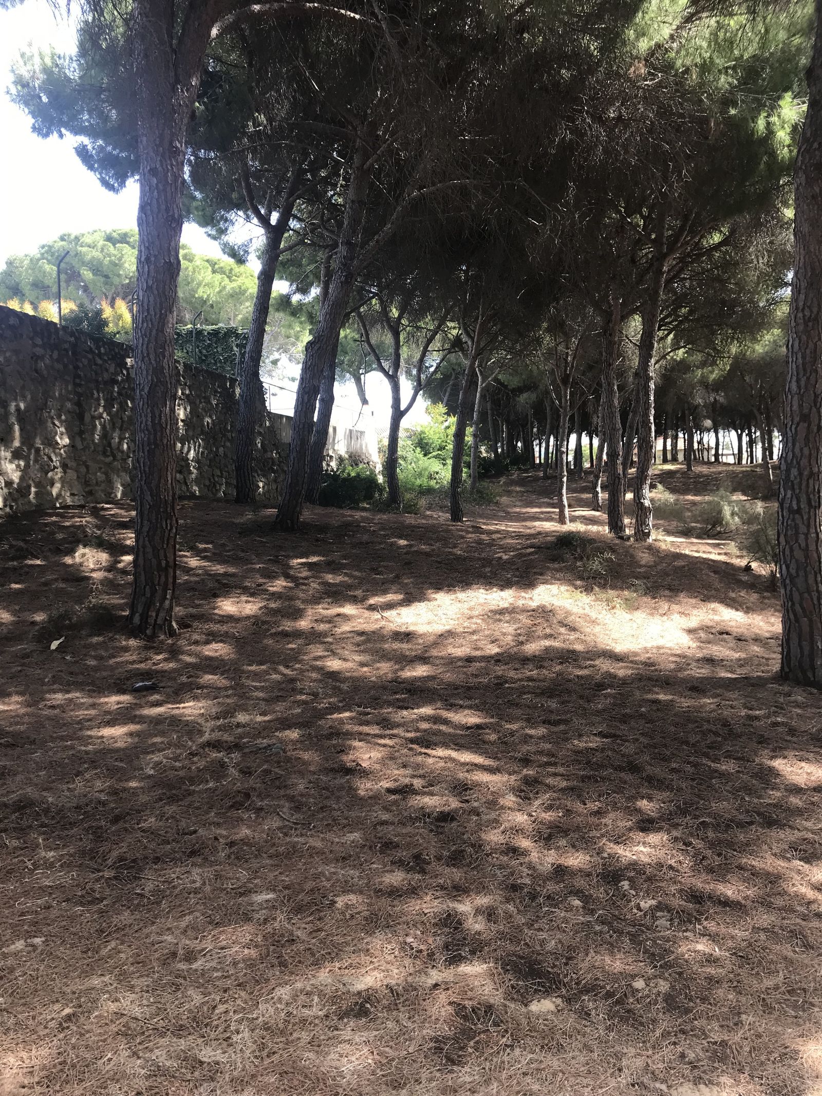 Una imagen de los pinares públicos de las Dunas de San Antón.