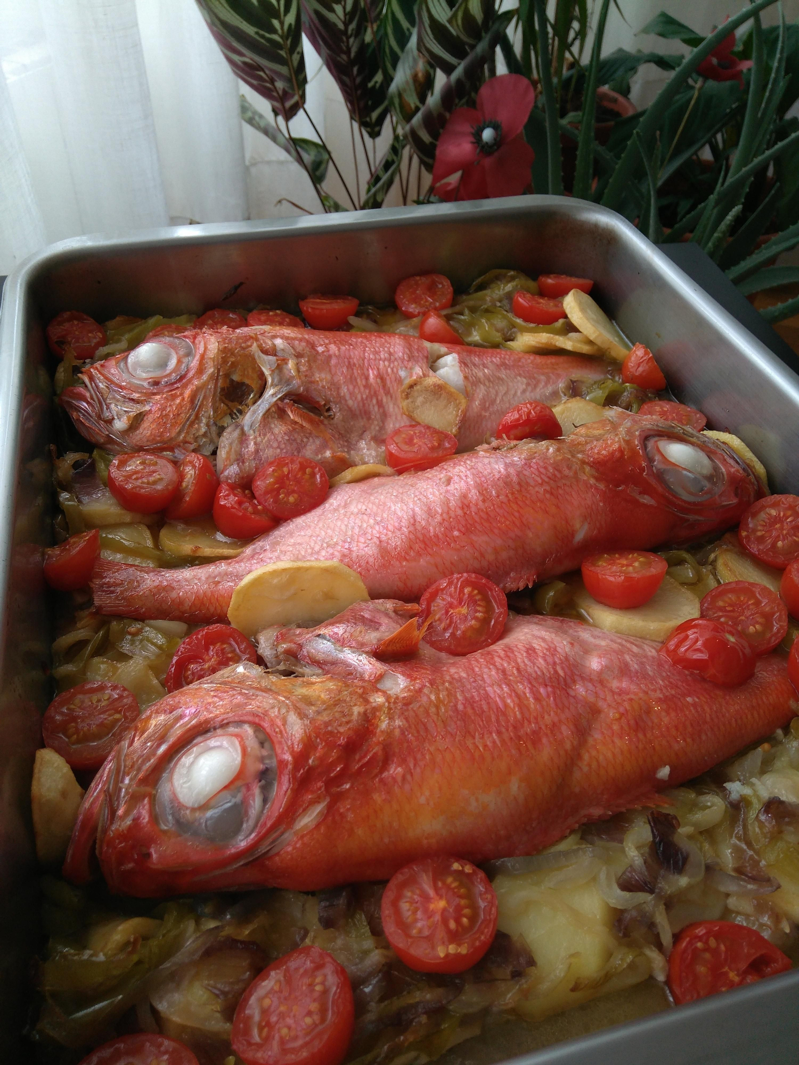 Palometa roja: 'Beryx decadactylus'