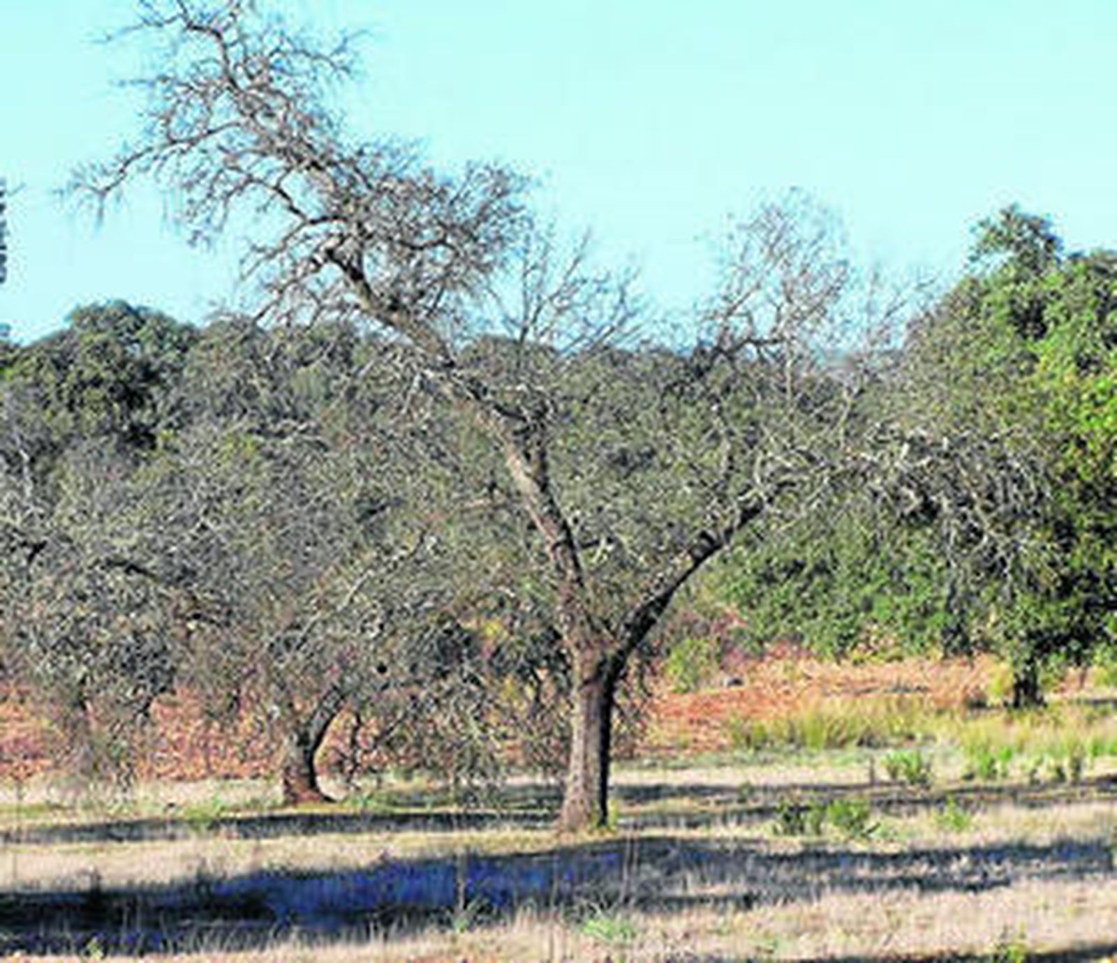 Ejemplares de encina afectados por esta patología en la dehesa onubense.
