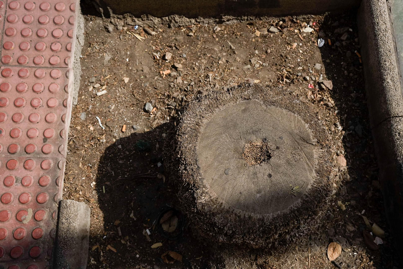 Completan la tala de palmeras de la avenida Cabo de Gata