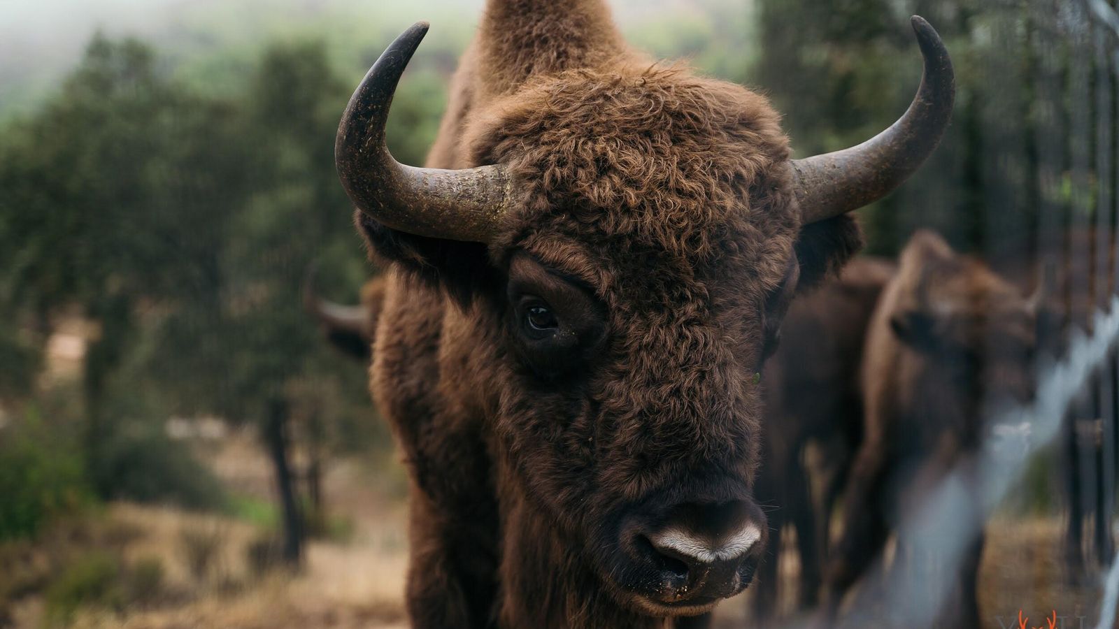 Bisonte en El Encinarejo.