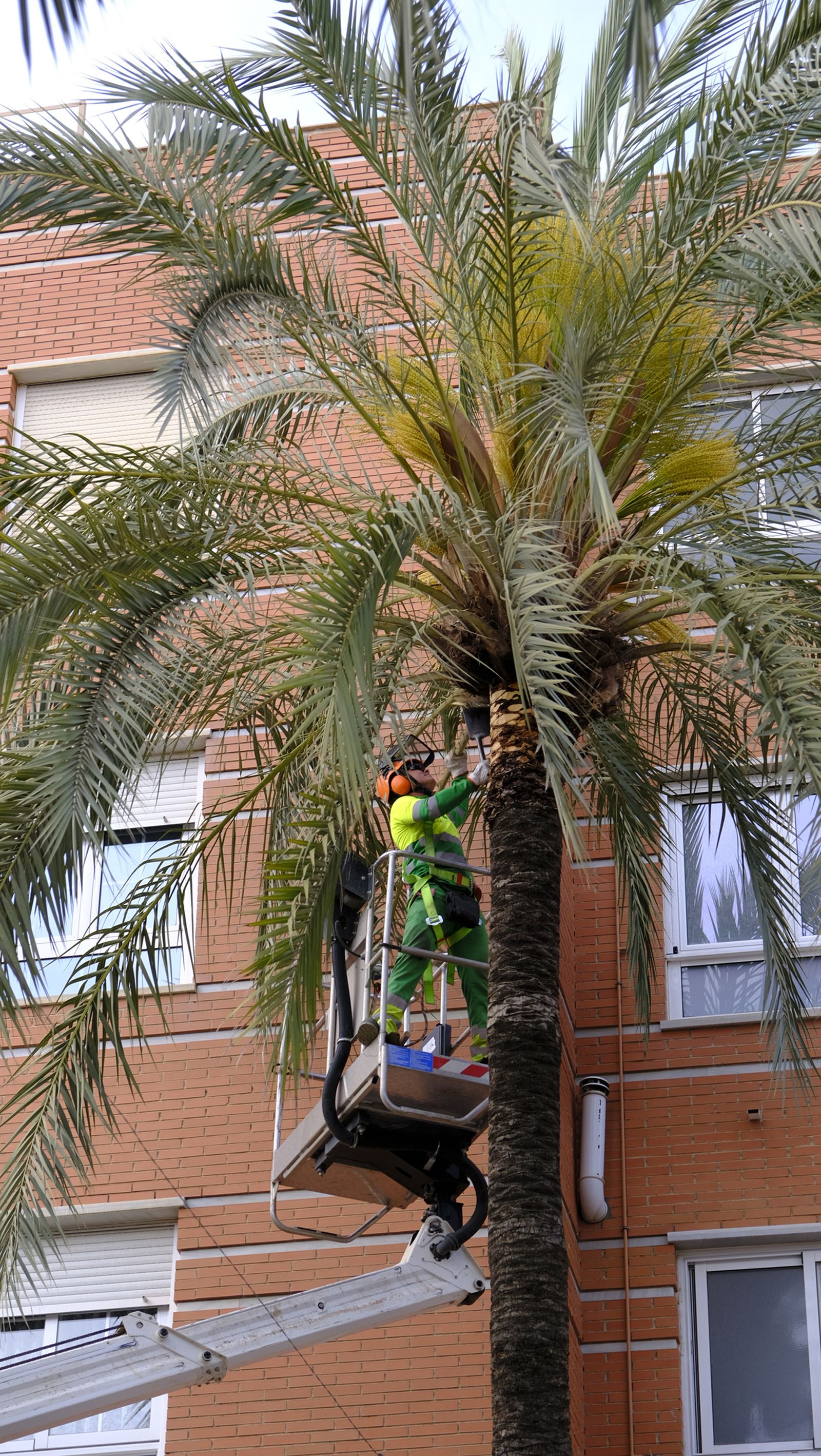 Fotogalería de la poda e inspección de las palmeras de la Avenida Cabo de Gata. Almería.