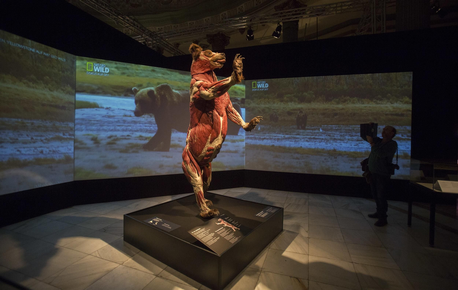 La exposición 'Animal Inside Out', en Sevilla