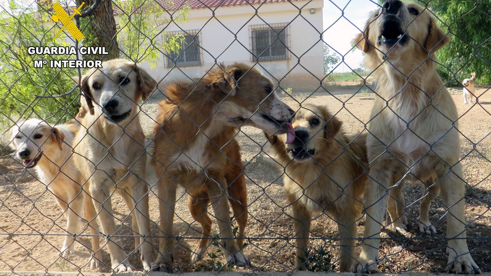 Perros rescatados por la Guardia Civil en una finca de Córdoba. Perros rescatados por la Guardia Civil en una finca de Córdoba.