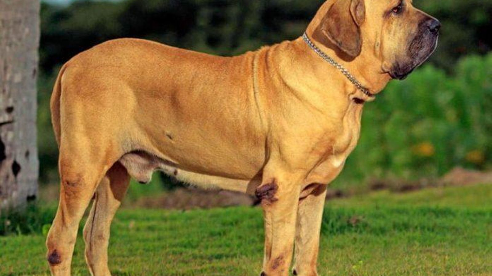 Fila brasileiro Fila brasileiro
