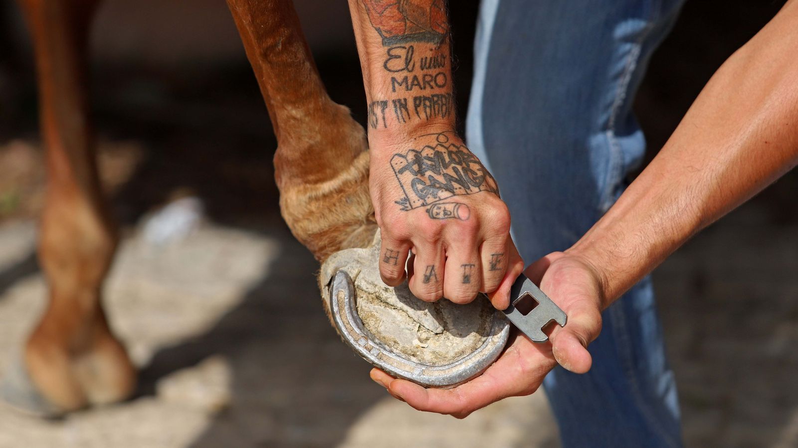 El polo desde dentro