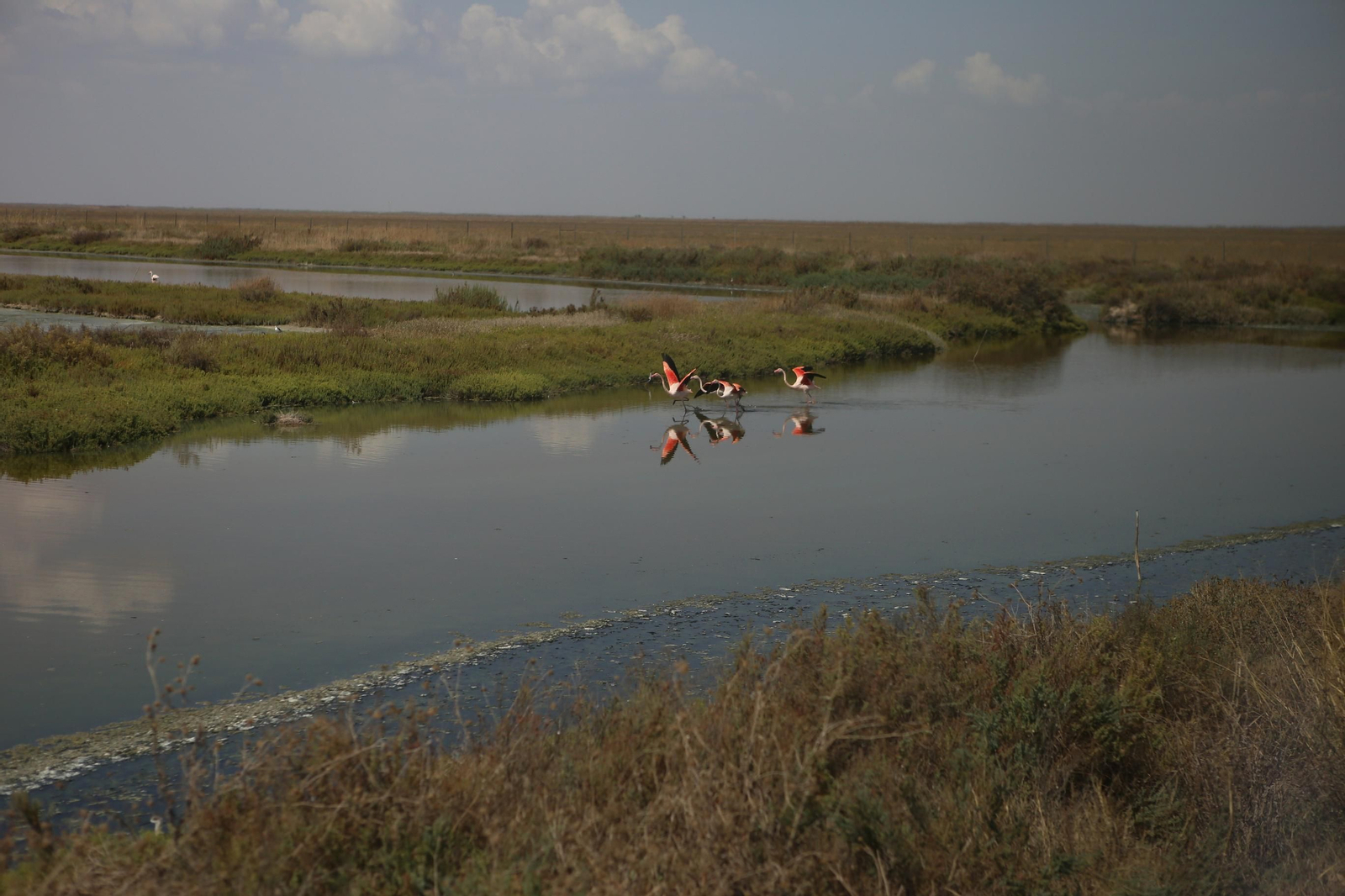 Dentro de la ruta del arroz en Sevilla: finca Veta la Palma