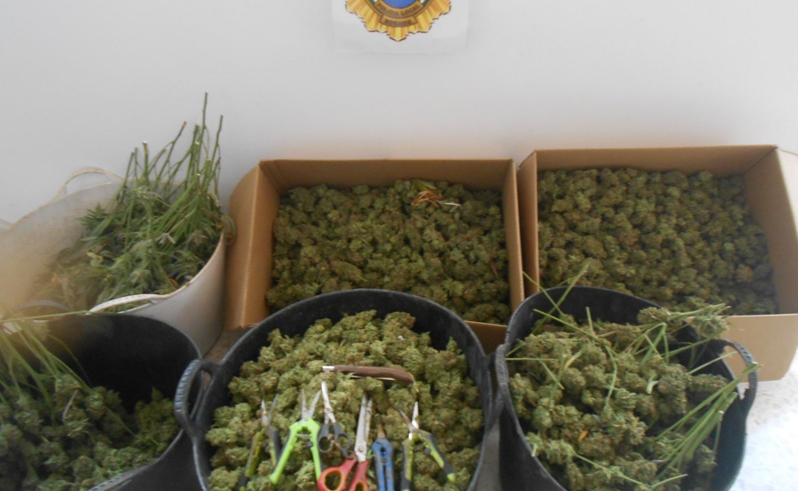 Los 20 kilos de cogollos de marihuana que transportaba el vehículo.