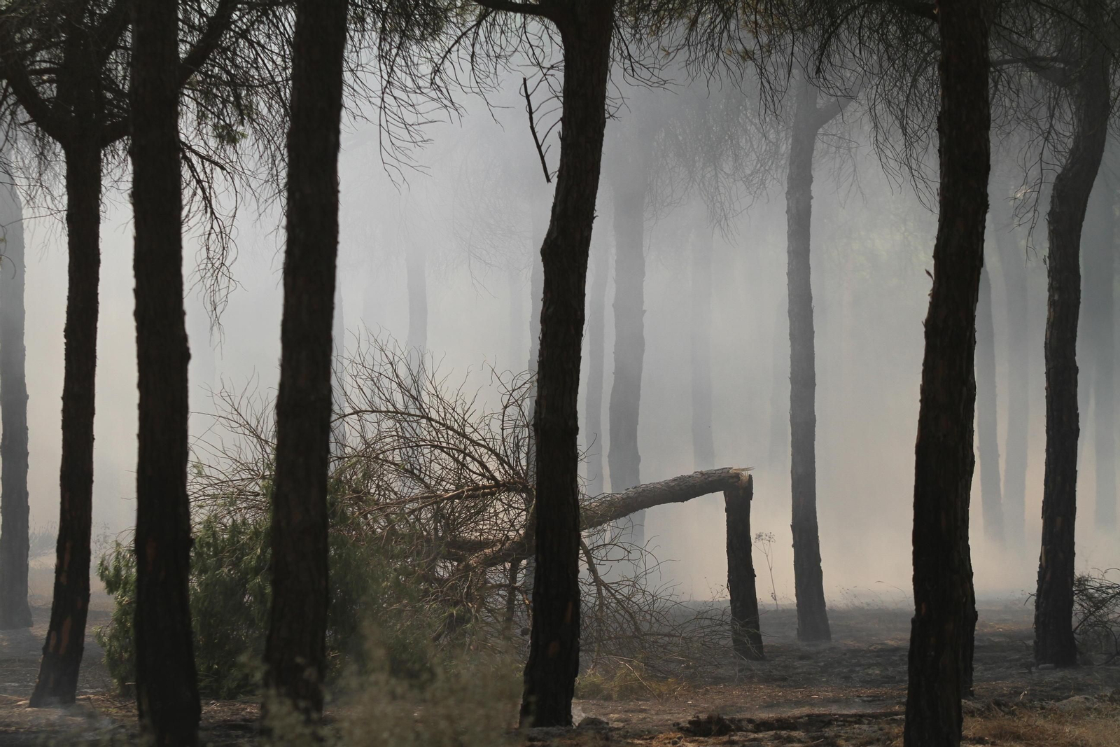 Las imágenes del incendio en Moguer y Mazagón