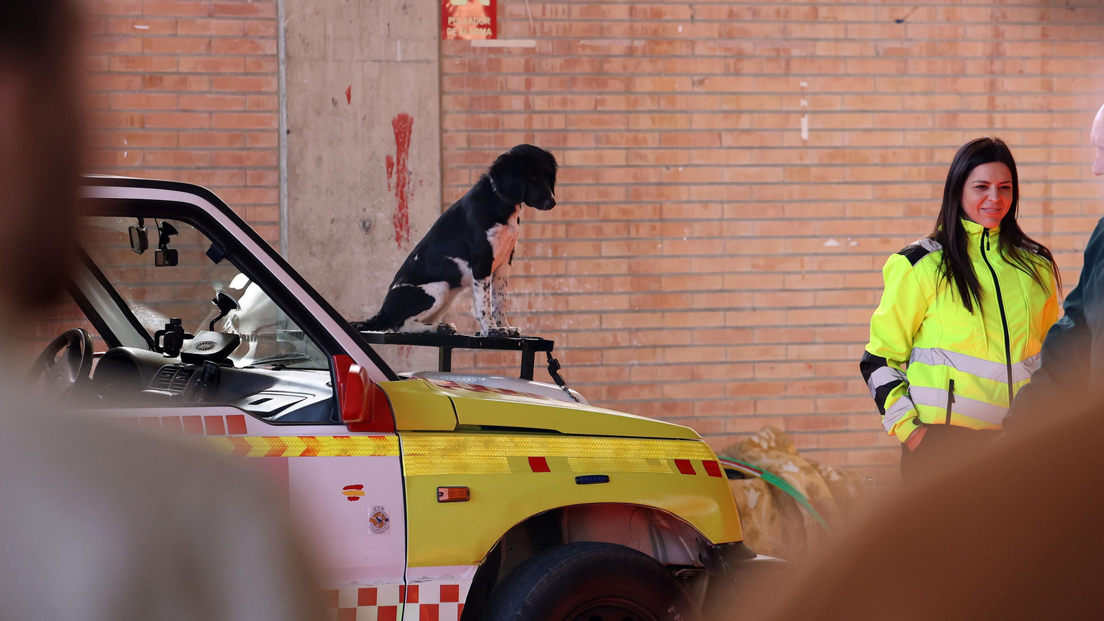 Imágenes de la 49ª edición de la Exposición Nacional Canina y la 25ª edición de la Exposición Internacional Canina en IFECA Jerez