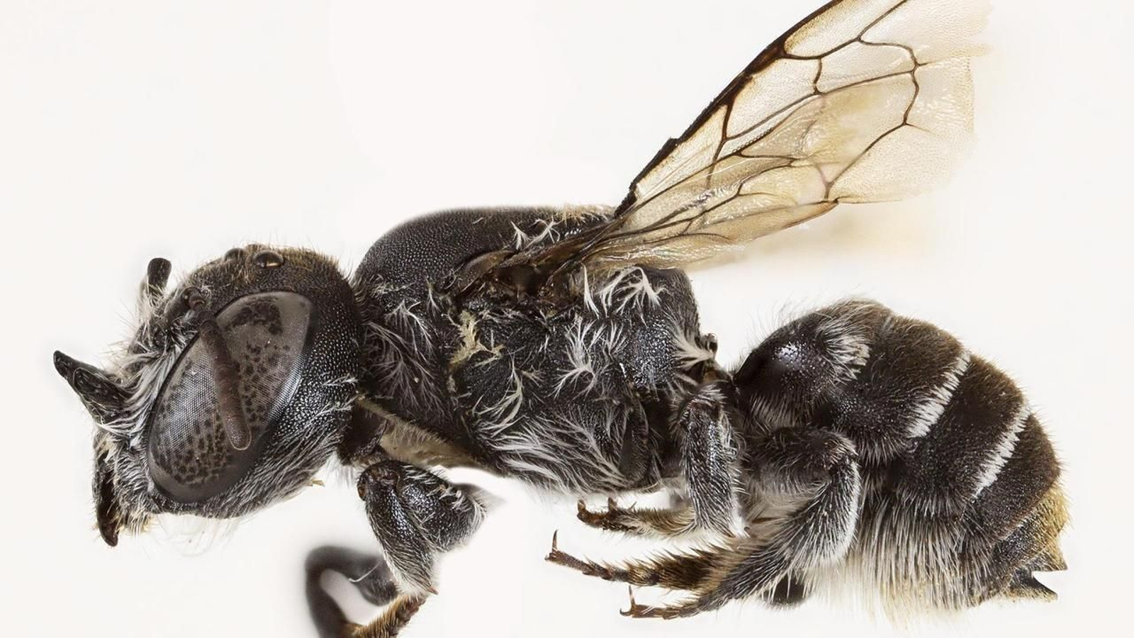 La abeja con cuernos descubierta en Australia.