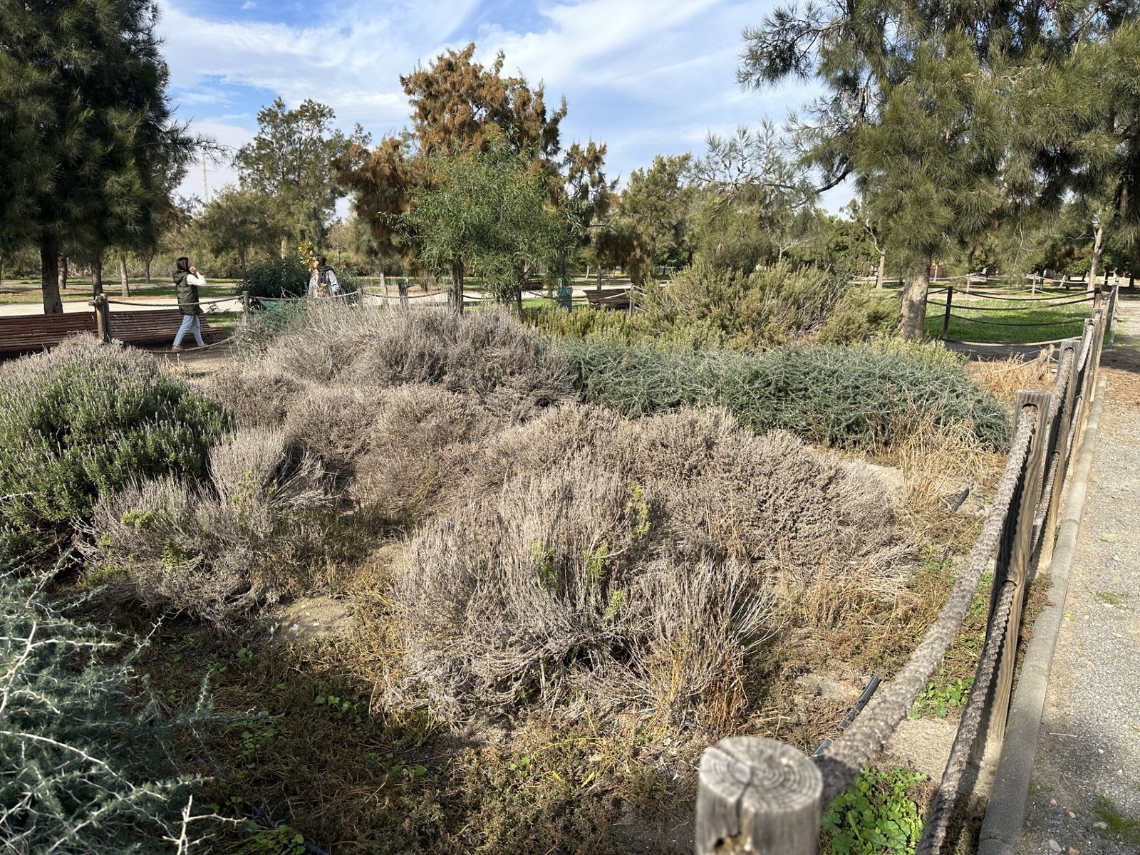 Maleza en el parque del Andarax.